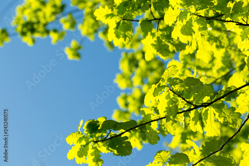 Oak leaves against the sky, illuminated by the sun. Spring and summer background. Background for social networks. Natural spring background.