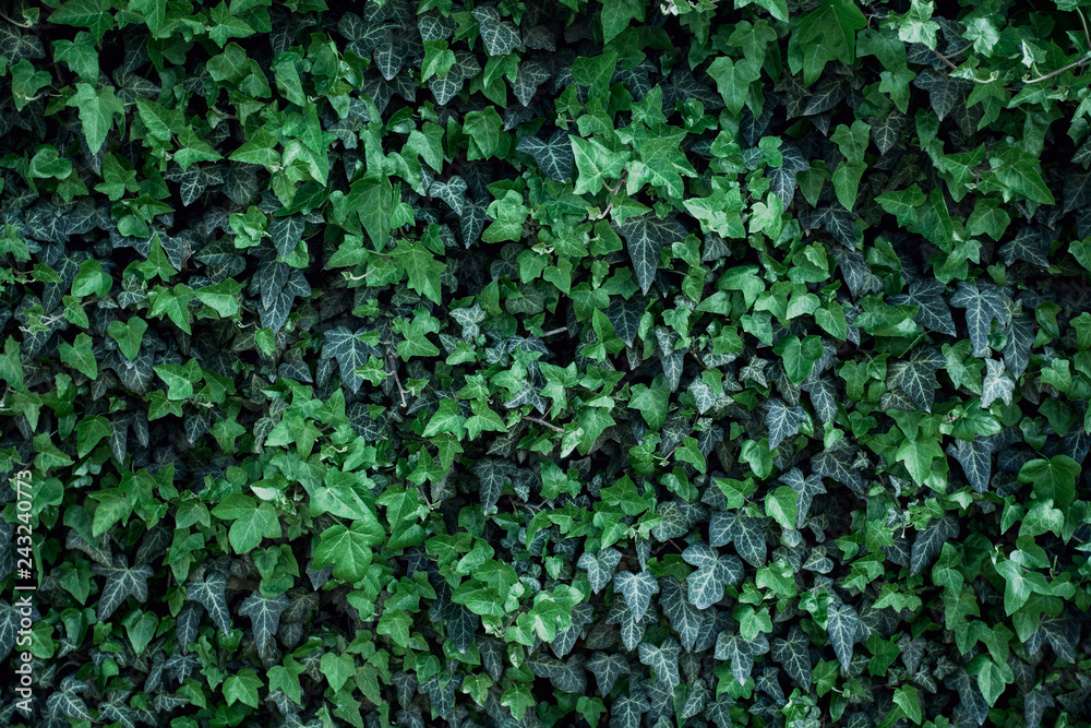 Obraz premium Texture details of natural green ivy leaves on wall. Fresh background for wedding album, spring greeting card and invitation, perfect for blog post, social networks and decor