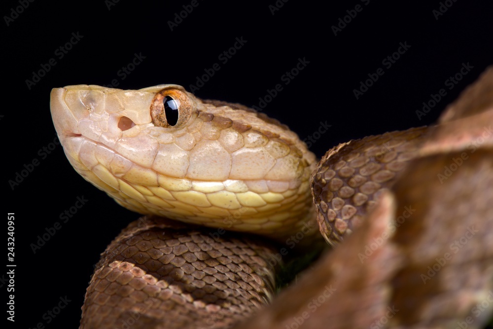 Fototapeta premium Fer-de-Lance (Bothrops asper)