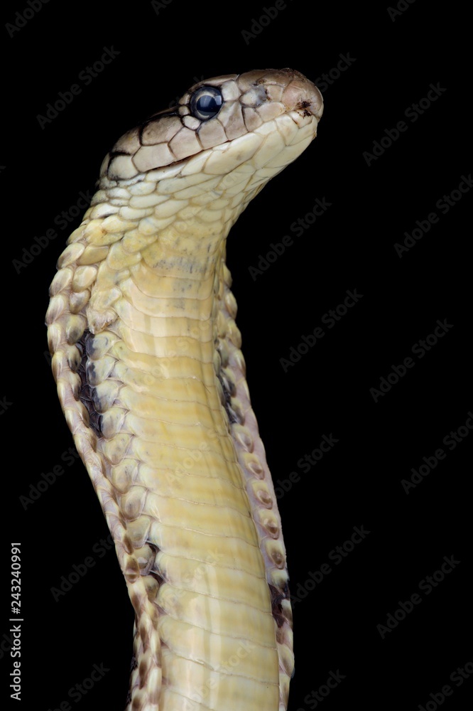 Fototapeta premium Philippine King cobra (Ophiophagus hannah)