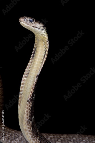 Philippine King cobra (Ophiophagus hannah)