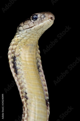Philippine King cobra (Ophiophagus hannah)