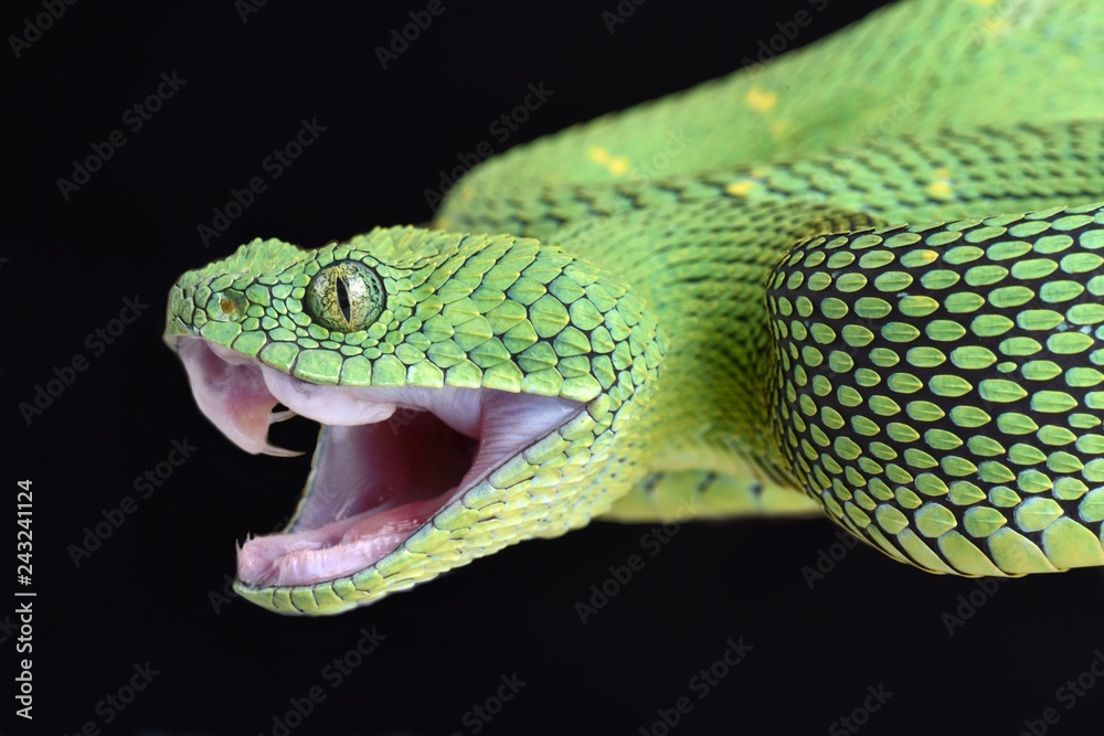 west african bush viper atheris chlorechis