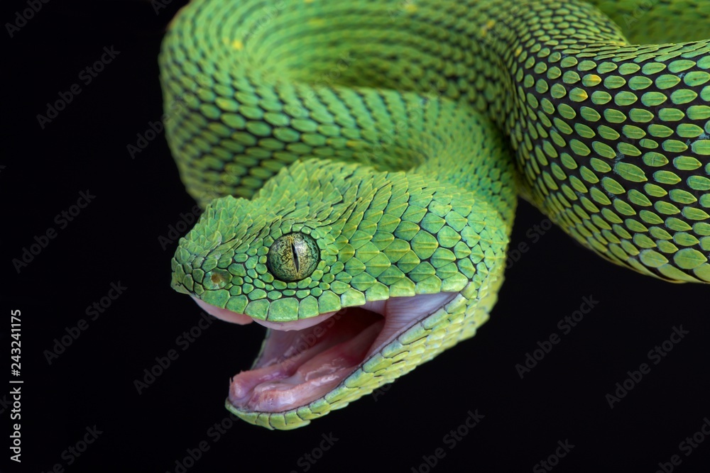 Massimo on X: Atheris chlorechis, also known as Western bush viper, is a  venomous viper species found only in the forests of West Africa. Here you  see one stretching its jaws [read more:  [source of  the gif