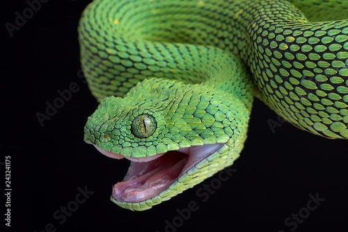 West African bush viper (Atheris chlorechis) attacking photo