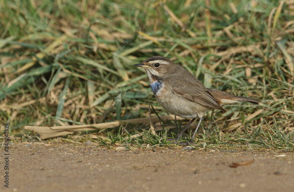 A stunning rare male Bluethroat (Luscinia svecica) searching in the grass for food. A stunning rare male Bluethroat (Luscinia svecica) searching in the grass for food.
