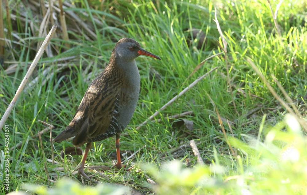 A stunning secretive Water Rail (Rallus aquaticus) searching for food along the bank of a lake. A stunning secretive Water Rail (Rallus aquaticus) searching for food along the bank of a lake.