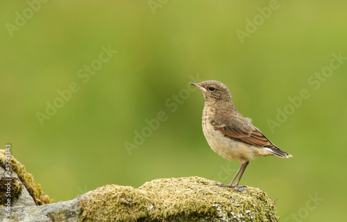 A cute baby Wheatear (Oenanthe oenanthe) perched on a mossy rock.