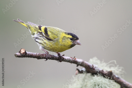  A stunning male Siskin (Carduelis spinus) perched on a branch .