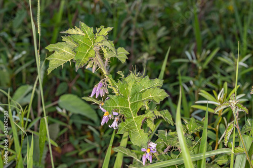 Solanum palinacanthum photo