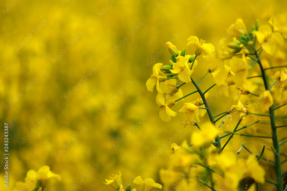 Rape flowers full of yellow fields