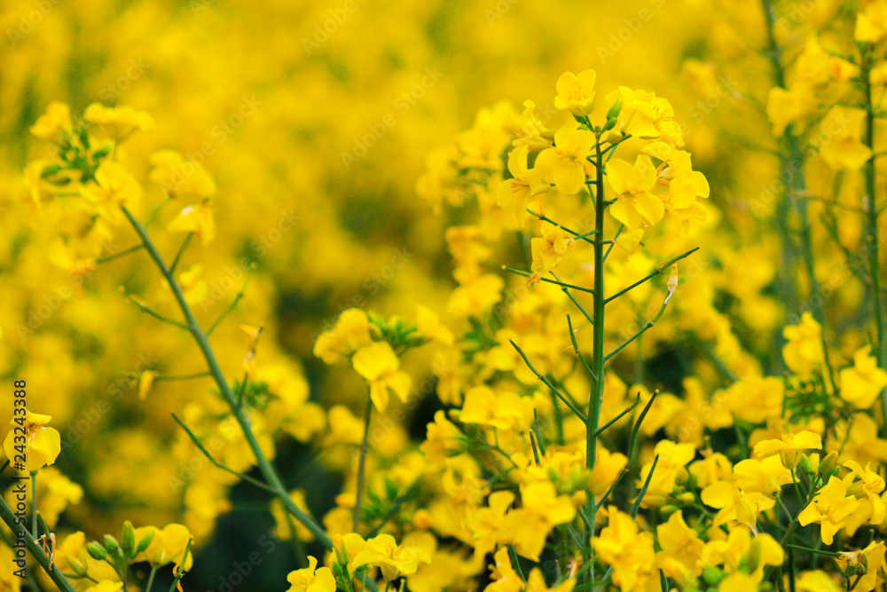 Rape flowers full of yellow fields