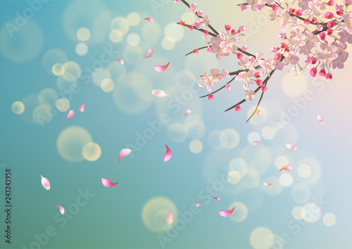 Spring Cherry Blossom