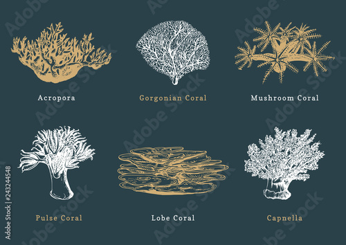 Vector illustrations of corals. Collection of drawn sea polyps on dark background. photo