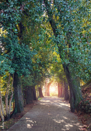 Green alley with trees