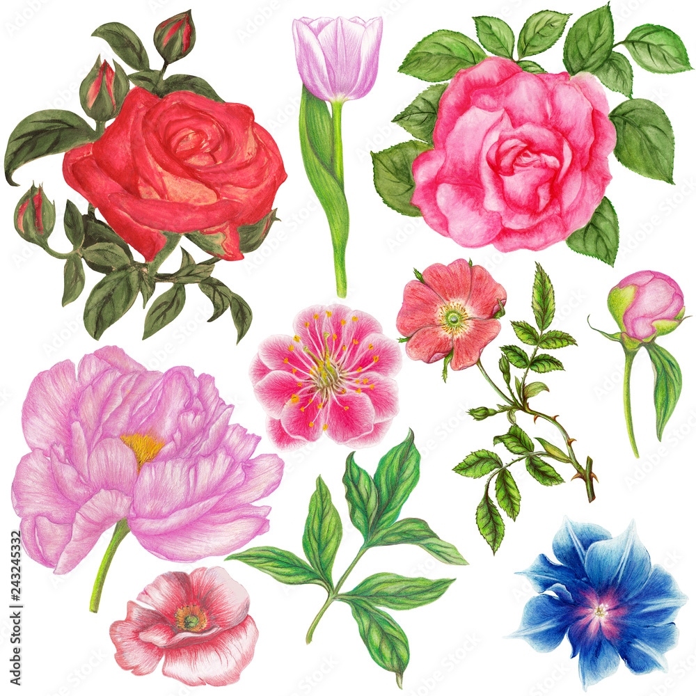 Hand drawn set of watercolor flowers Hand drawn set of watercolor flowers