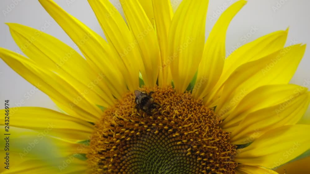 Close up of Bumblebee collects pollen from sunflower Close up of Bumblebee collects pollen from sunflower