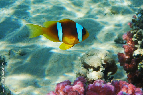 clown fish in coral reef