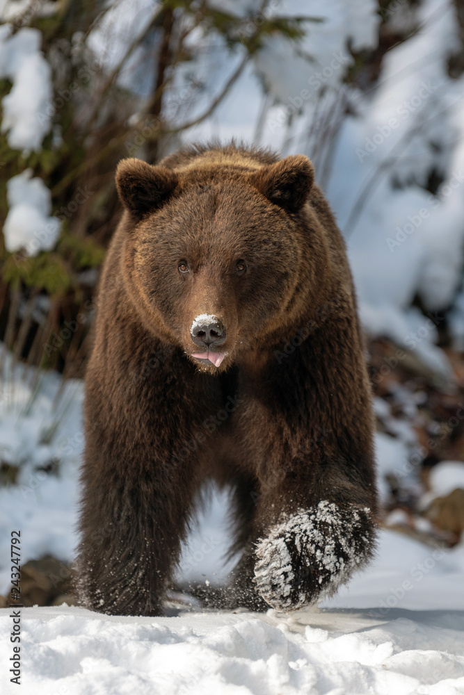 Big brown bear in winter forest Big brown bear in winter forest
