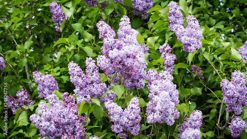 Fototapeta Naklejka Na Ścianę i Meble -  Lilac branch, beautiful purple color. Blurred background from behind. spring green background. Natural spring background.