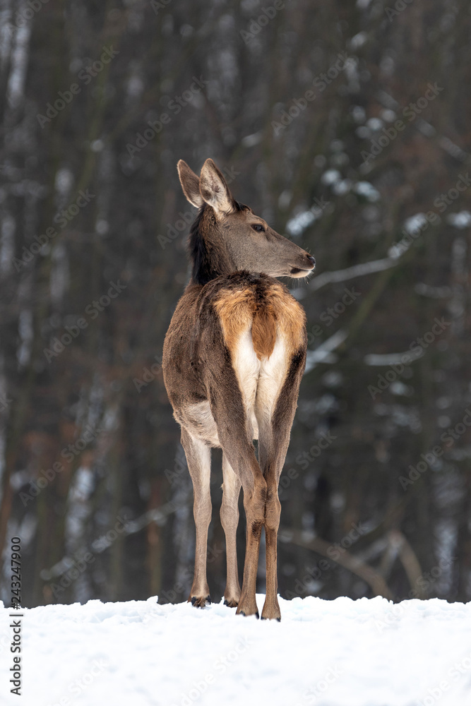 Fototapeta premium Female doe deer in winter forest