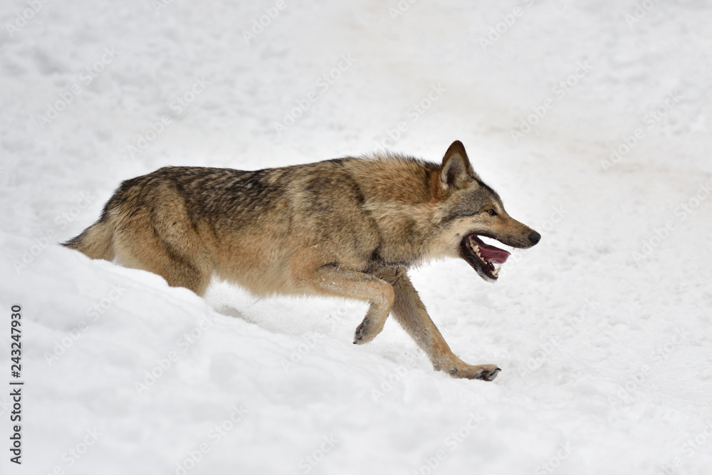 Fototapeta premium Timber wolf hunting in the forest