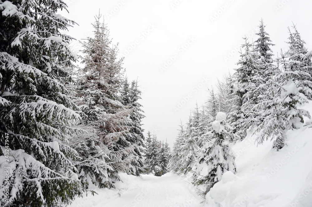 Obraz premium Winter landscape with snow covered trees