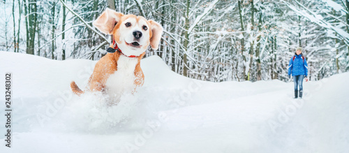 Photography Active beagle dog running in deep snow