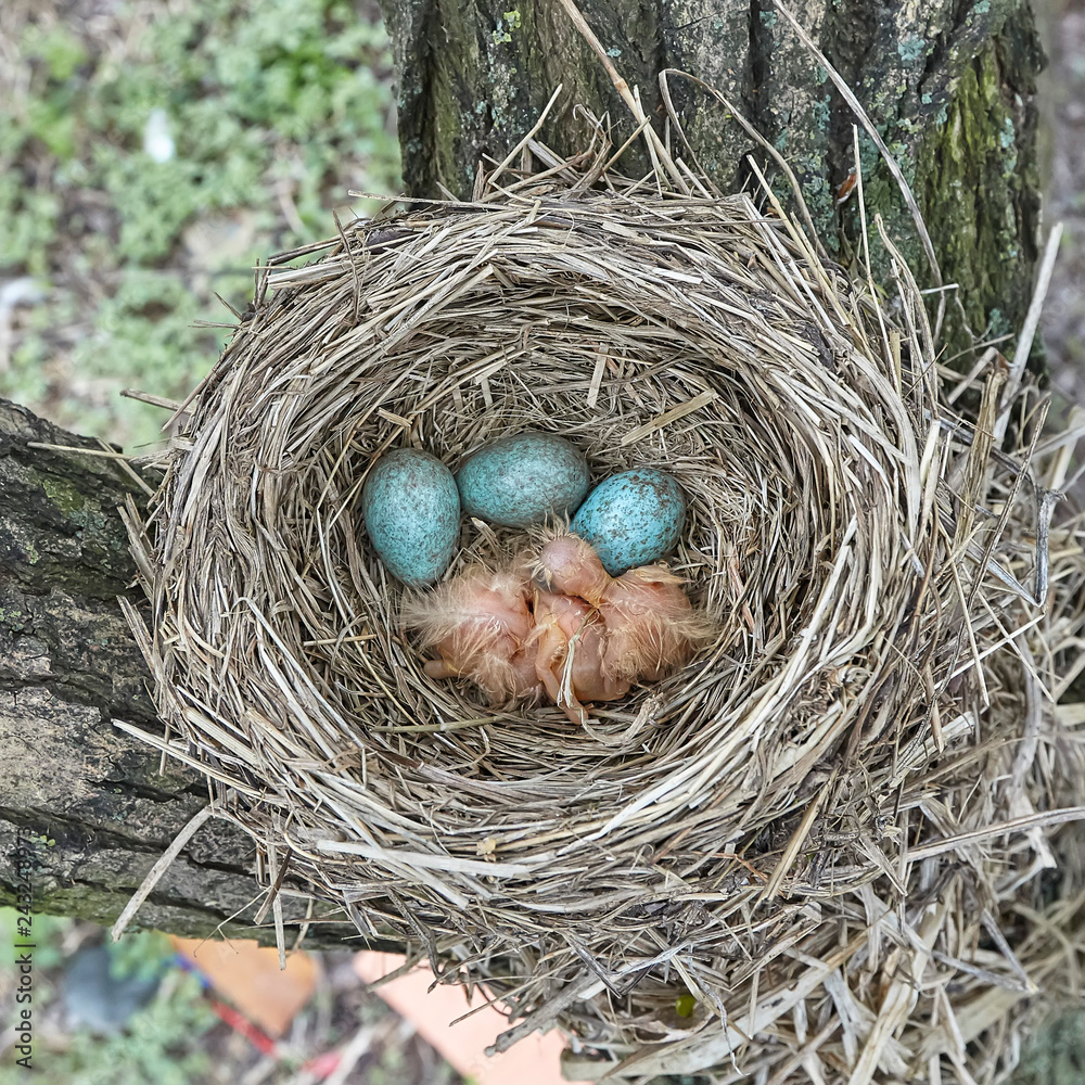 Fledgling chicks Song thrush sitting in nest, life nest with chicks in the wild Fledgling chicks Song thrush sitting in nest, life nest with chicks in the wild