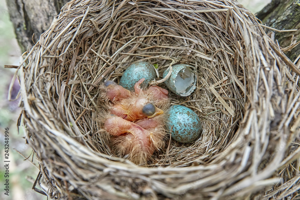 Fledgling chicks Song thrush sitting in nest, life nest with chicks in the wild Fledgling chicks Song thrush sitting in nest, life nest with chicks in the wild
