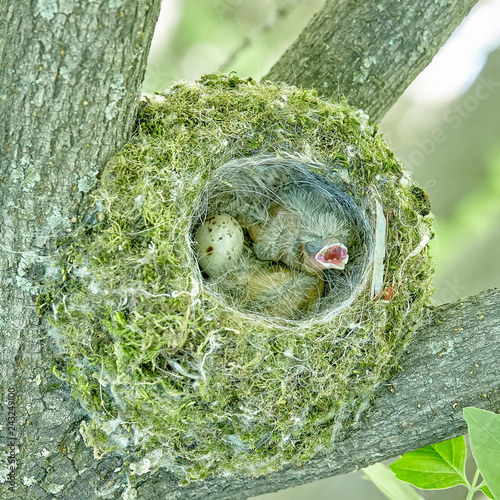 The nest of the common finch, Fringilla coelebs, with eggs. photo