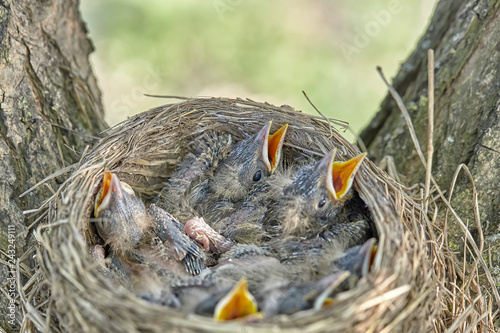 Fledgling chicks Song thrush sitting in nest, life nest with chicks in the wild