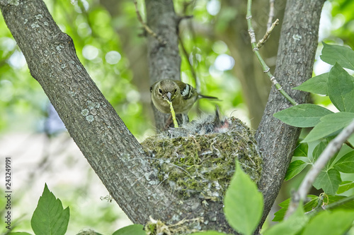 The nest of the common finch, Fringilla coelebs, with eggs. photo