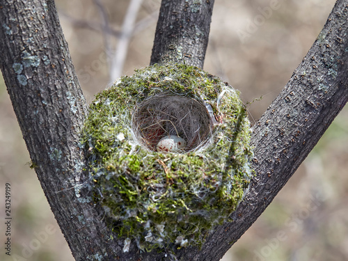 The nest of the common finch, Fringilla coelebs, with eggs. photo