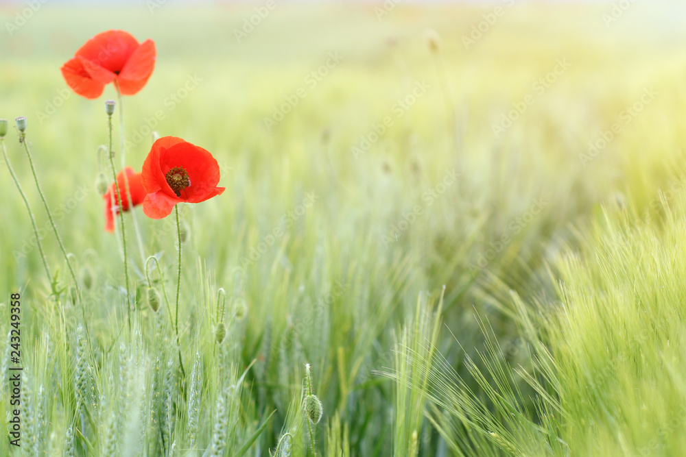 Naklejka premium poppies flower and green wheat field countryside spring season