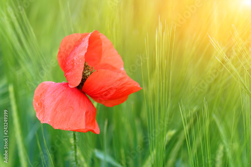 Fototapeta Naklejka Na Ścianę i Meble -  poppy flower with dew drops on leaf