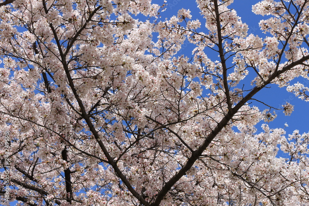 sakura sakura