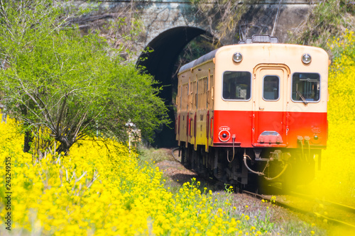 菜の花とローカル鉄道