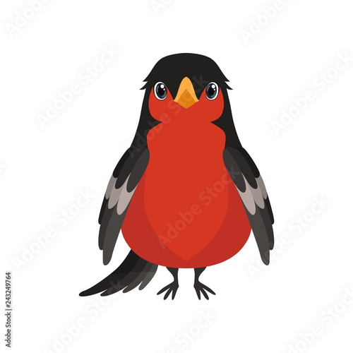 Bullfinch bird vector Illustration on a white background