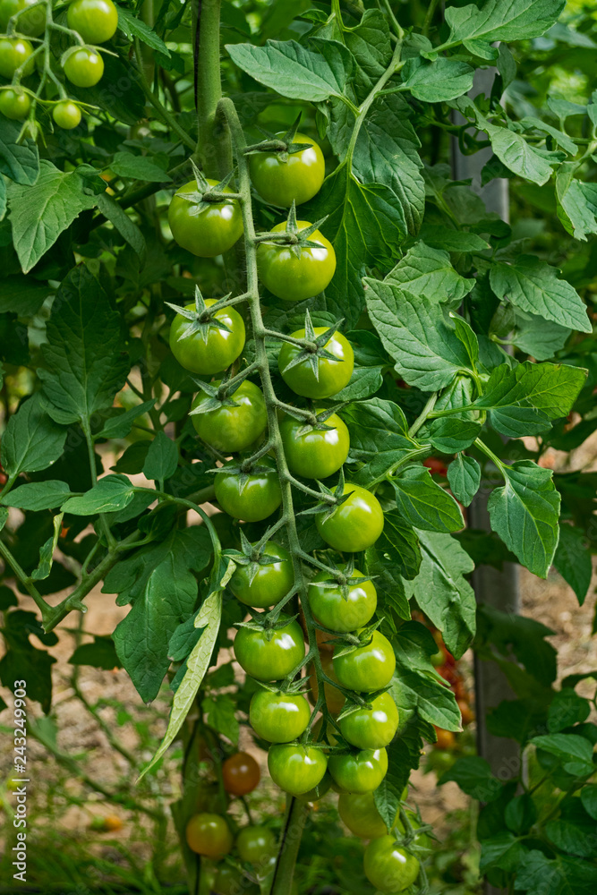 a large cluster of green cherry tomatoes growing in a semi-shady greenhouse in the negev desert in israel a large cluster of green cherry tomatoes growing in a semi-shady greenhouse in the negev desert in israel