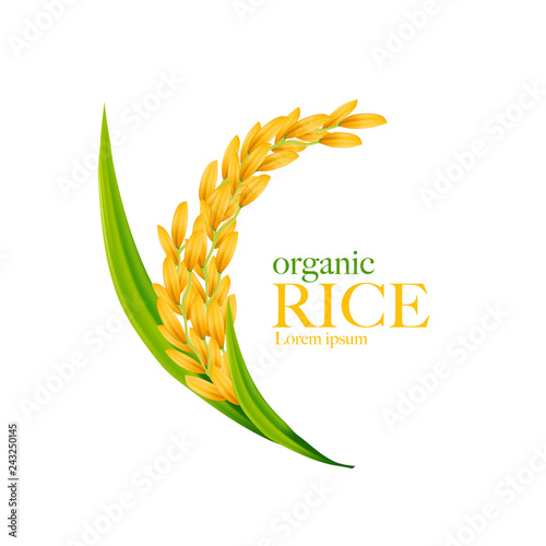 Rice realistic vector illustration