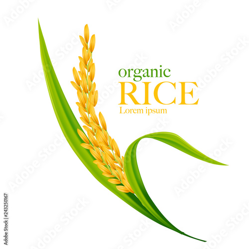 Rice realistic vector illustration