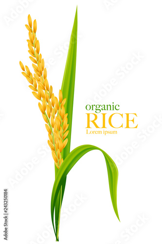 Rice realistic vector illustration