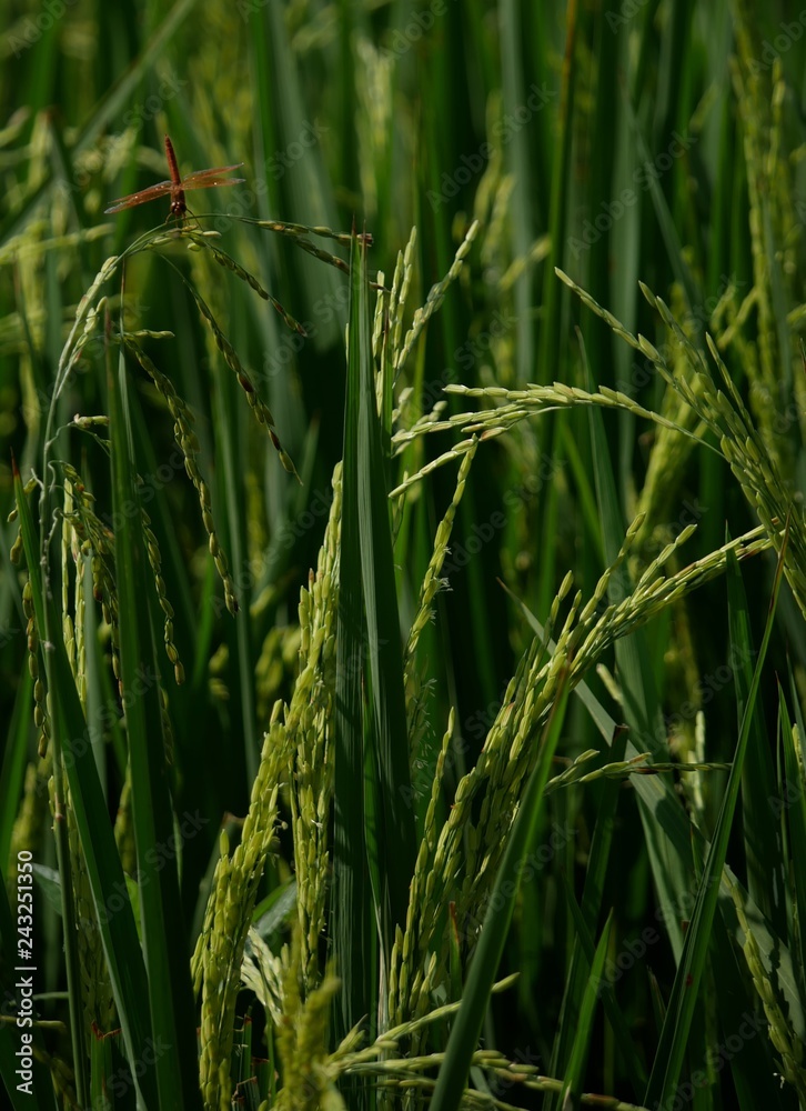 Obraz premium Dragonfly and rice plant.