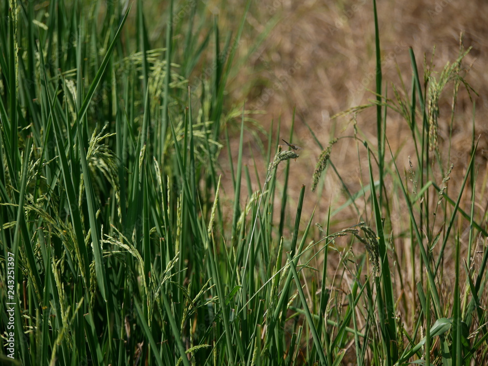 Fototapeta premium Dragonfly and rice plant.
