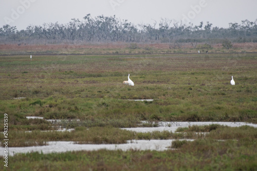 Whooping cranes in Aransas National Wildlife Refuge