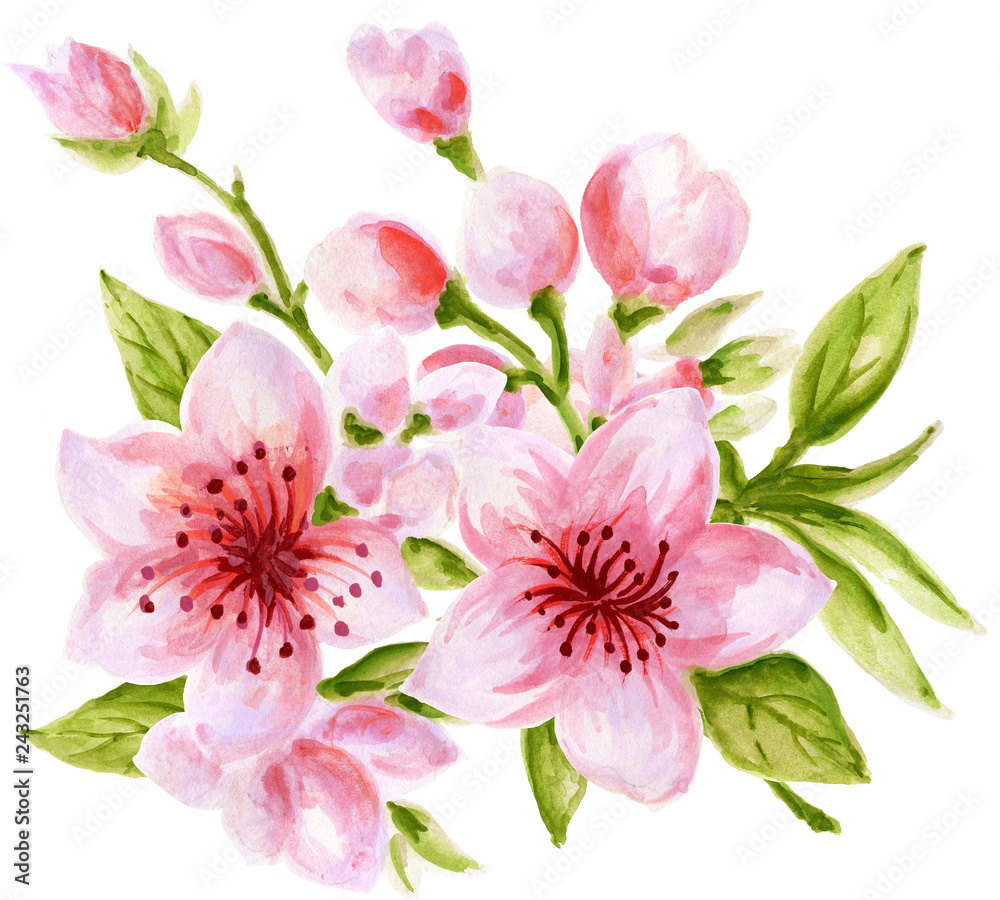 Watercolor botanical Bouquet wreath illustration of Chinese flower elements Pink flowers collection with leaves and blossom hand paint Watercolor botanical Bouquet wreath illustration of Chinese flower elements Pink flowers collection with leaves and blossom hand paint