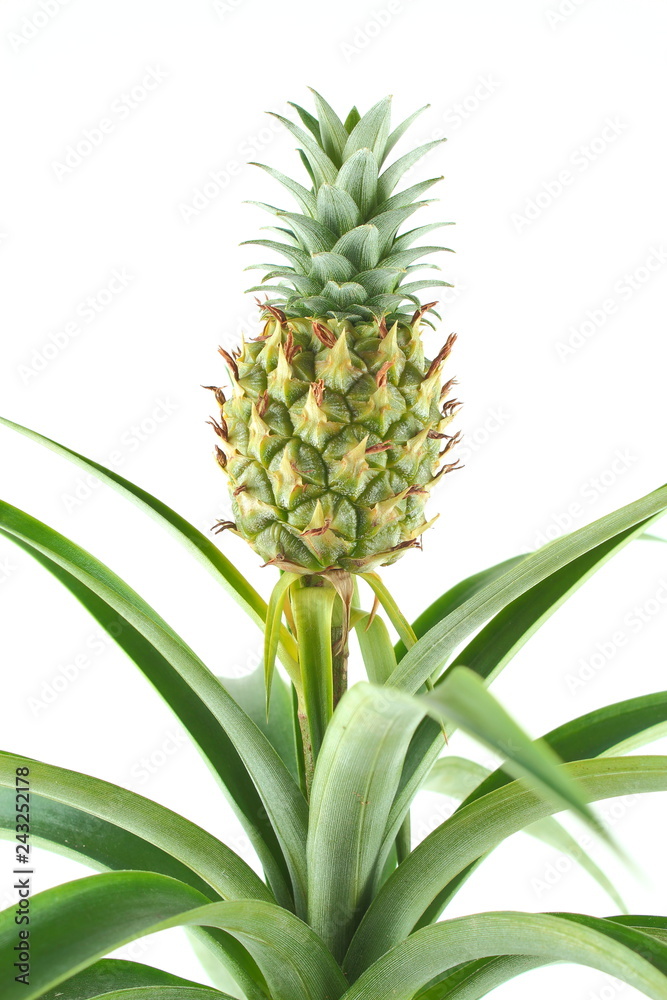 fresh pineapple fruit on a pineapple plant (Ananas comosus) closeup fresh pineapple fruit on a pineapple plant (Ananas comosus) closeup