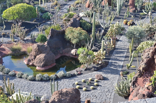 Fototapeta Naklejka Na Ścianę i Meble -  Giardino dei Cactus, Lanzarote