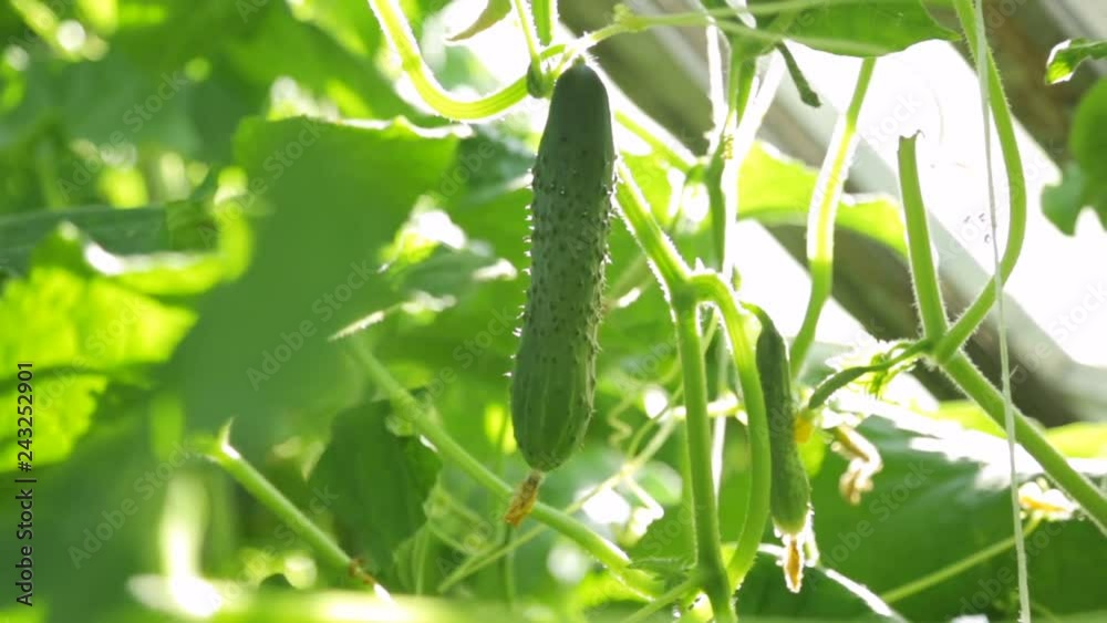 Cucumbers growing in greenhouse